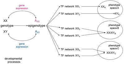 Sexual Dimorphism in the Age of Genomics: How, When, Where